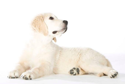 Golden Retriever puppy during obedience training.