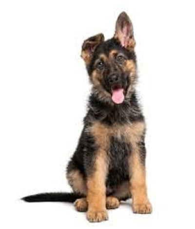 German Shepherd puppy eating premium dog food.