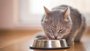 Cat Food - dspetstore.com