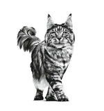 Royal Canin Veterinary Diet Urinary S/O Adult Cat Dry Food 1.5kg