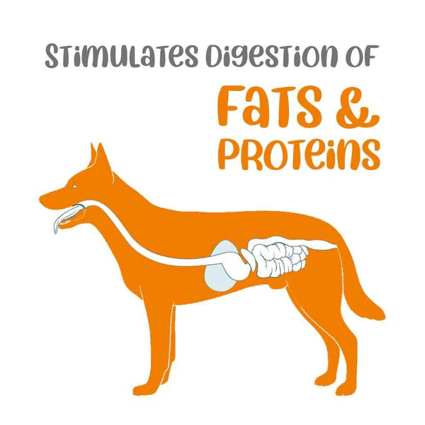 Illustration of a dog with an anatomical diagram highlighting digestion, labeled 'Stimulates Digestion of Fats & Proteins'.