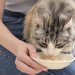 Cat eating from a bowl held by a person