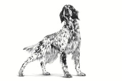 Black and white dog on a white background