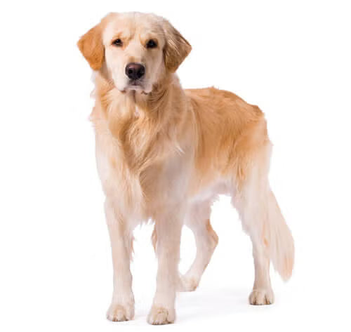 Golden retriever standing on a white background