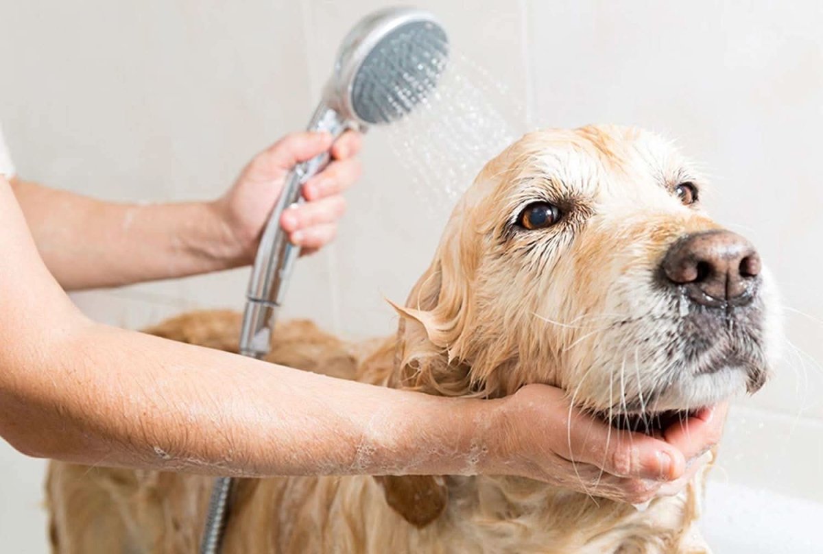 Oh My Dog Berry Coconut Shampoo for Dogs & Puppies – 1000 ml - dspetstore.com