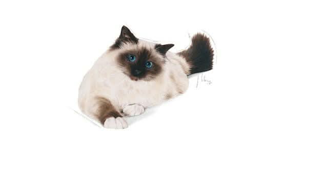 Royal Canin Hairball Care Dry Cat Food - dspetstore.com