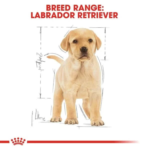Labrador Retriever puppy with measurement chart on a white background