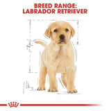 Labrador Retriever puppy with measurement chart on a white background