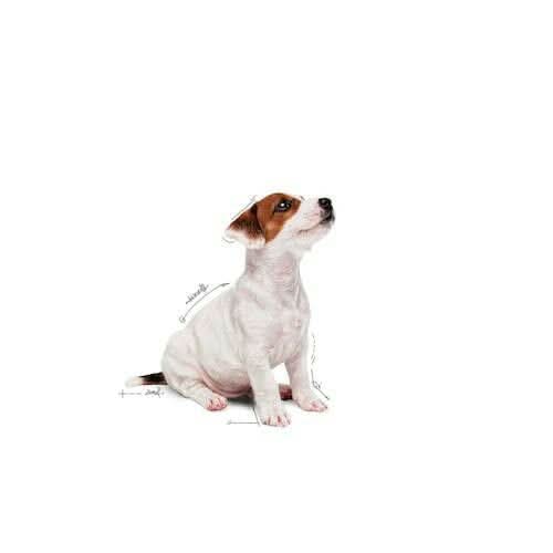 Royal Canin Mini Puppy Wet Dog Food - dspetstore.com