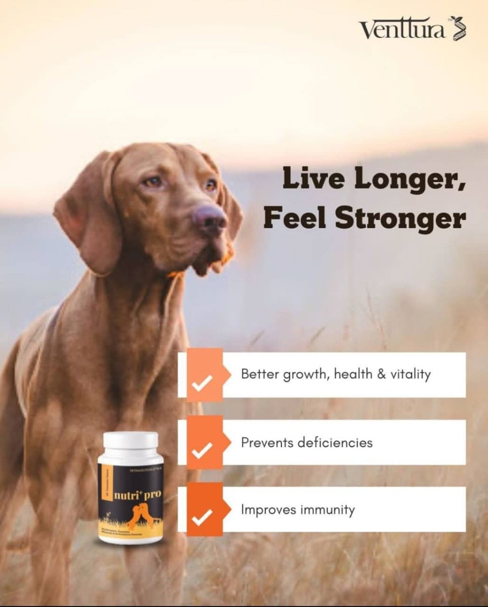 Venttura Nutri+ Pro Multi - Vitamin for Dogs – 60 Chewables - dspetstore.com