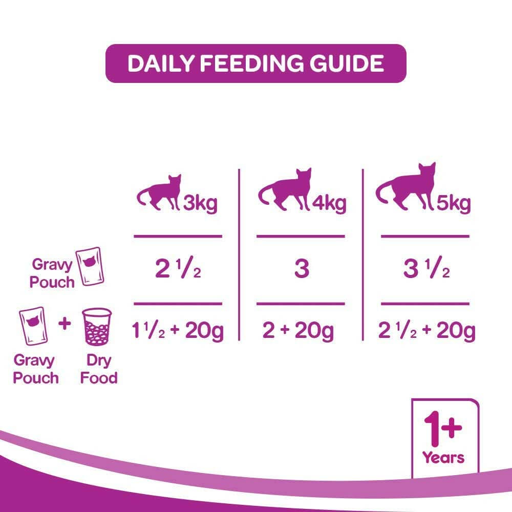Daily feeding guide for cats with weight categories and food types on a purple background