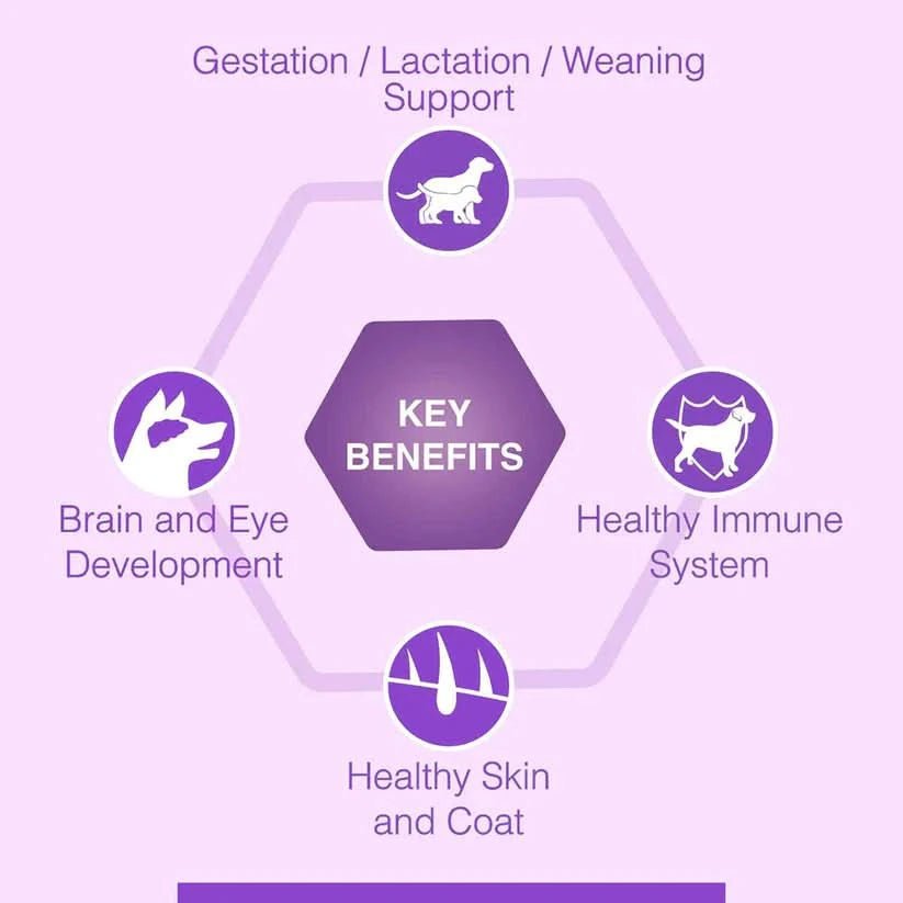 Canine Creek Starter Dry Dog Food – Ultra Premium Nutrition - dspetstore.com