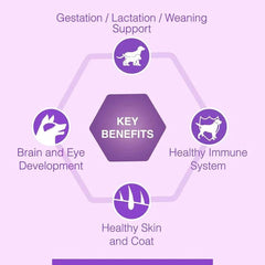 Canine Creek Starter Dry Dog Food – Ultra Premium Nutrition - dspetstore.com