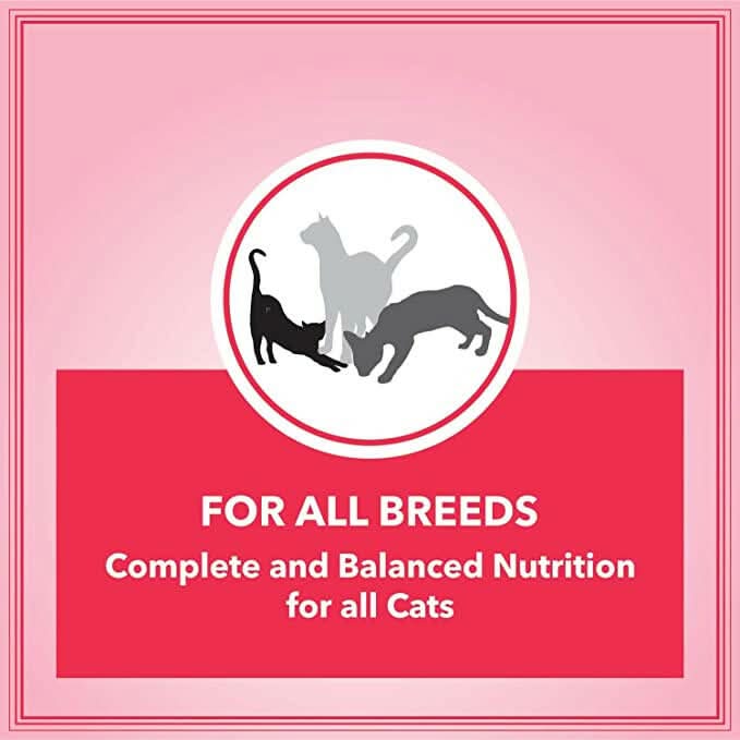 Let's Bite Active Adult Dry Cat Food - dspetstore.com