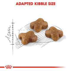 Royal Canin Second Age Kitten Dry Food - dspetstore.com