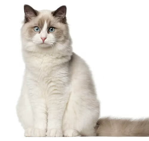 Popular Cat Breeds in India: Complete Guide