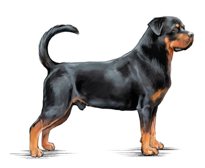Family enjoying a walk with their young Rottweiler puppy.