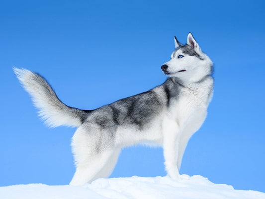 Cute Siberian Husky puppy looking at the camera, showing Husky dog price in India.
