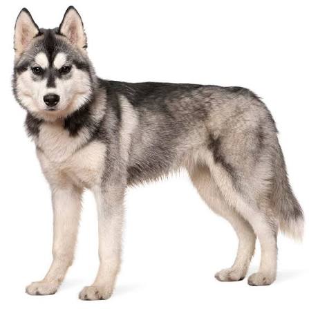 Siberian Husky Puppies Price in India (2026): Complete Buying Guide