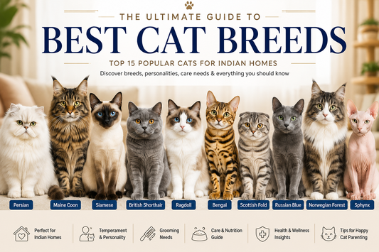 Best Cat Breeds: Top 15 Popular Cats for Indian Homes