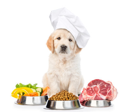 Best High-Protein Dog Food in India