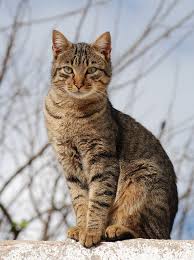 Types of Cats in India