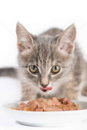 cat eating food 2026