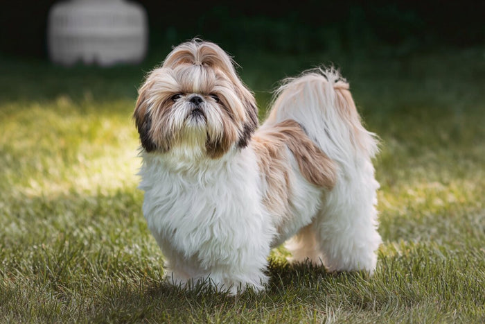 Shih Tzu Pricing Across India: A State-Wise Perspective