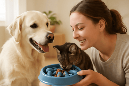 Transitioning to a New Pet Food Without Tummy Upset: A Clear 7‑Day Plan (+ Probiotics, Fiber Toppers, and Slow-Feeder Bowls) - dspetstore.com