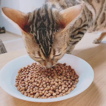 Cat Food for Strays - dspetstore.com