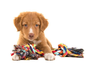 Dog Accessories - dspetstore.com