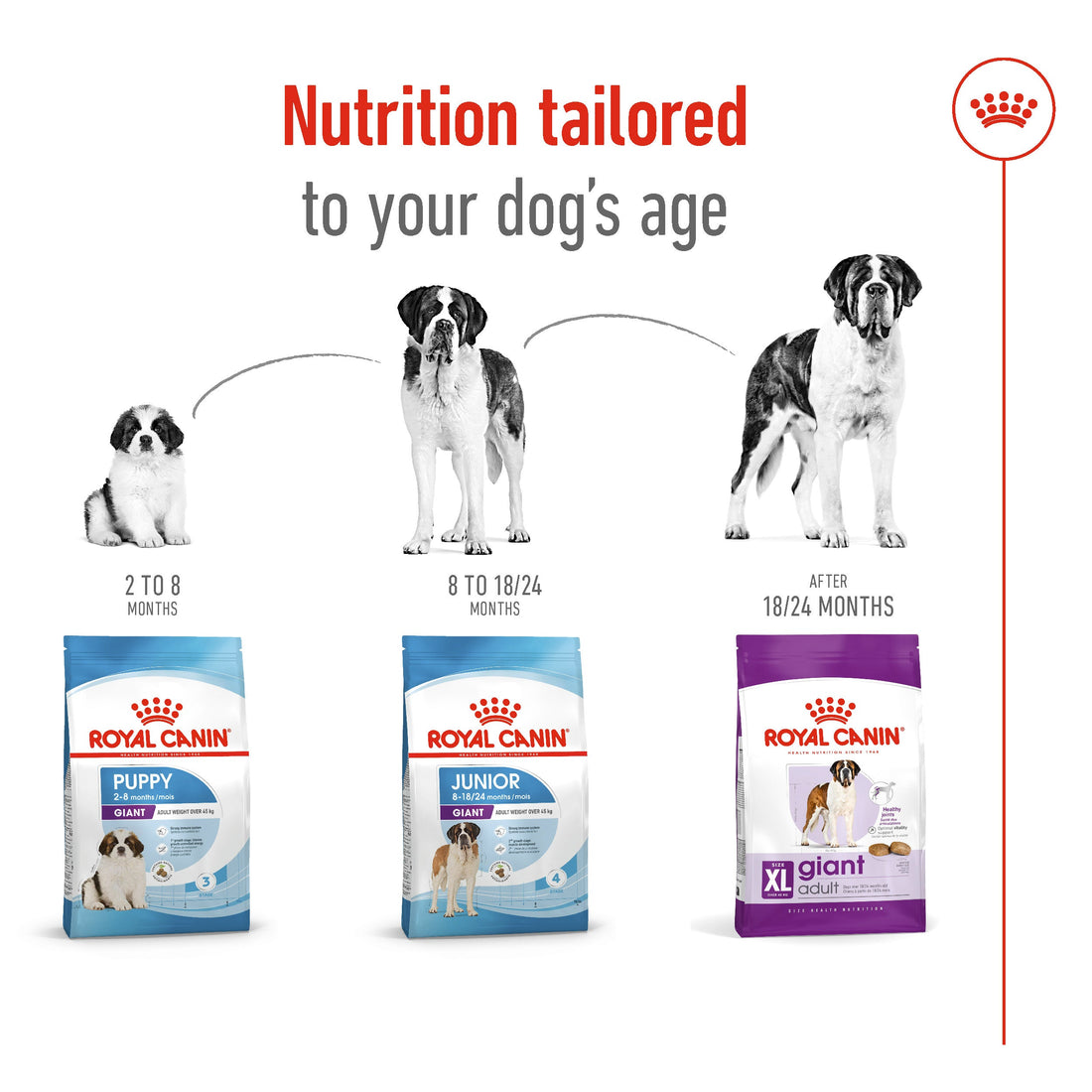 High-protein diet for large dogs