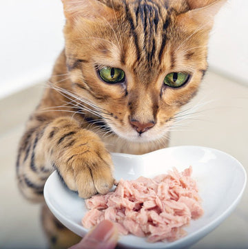 Wet Food for Cats & Kitten (Jelly & Gravy) - dspetstore.com