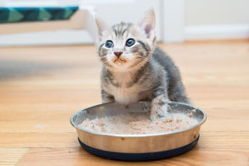 Wet Food for Kittens Essential for Healthy Growth - dspetstore.com