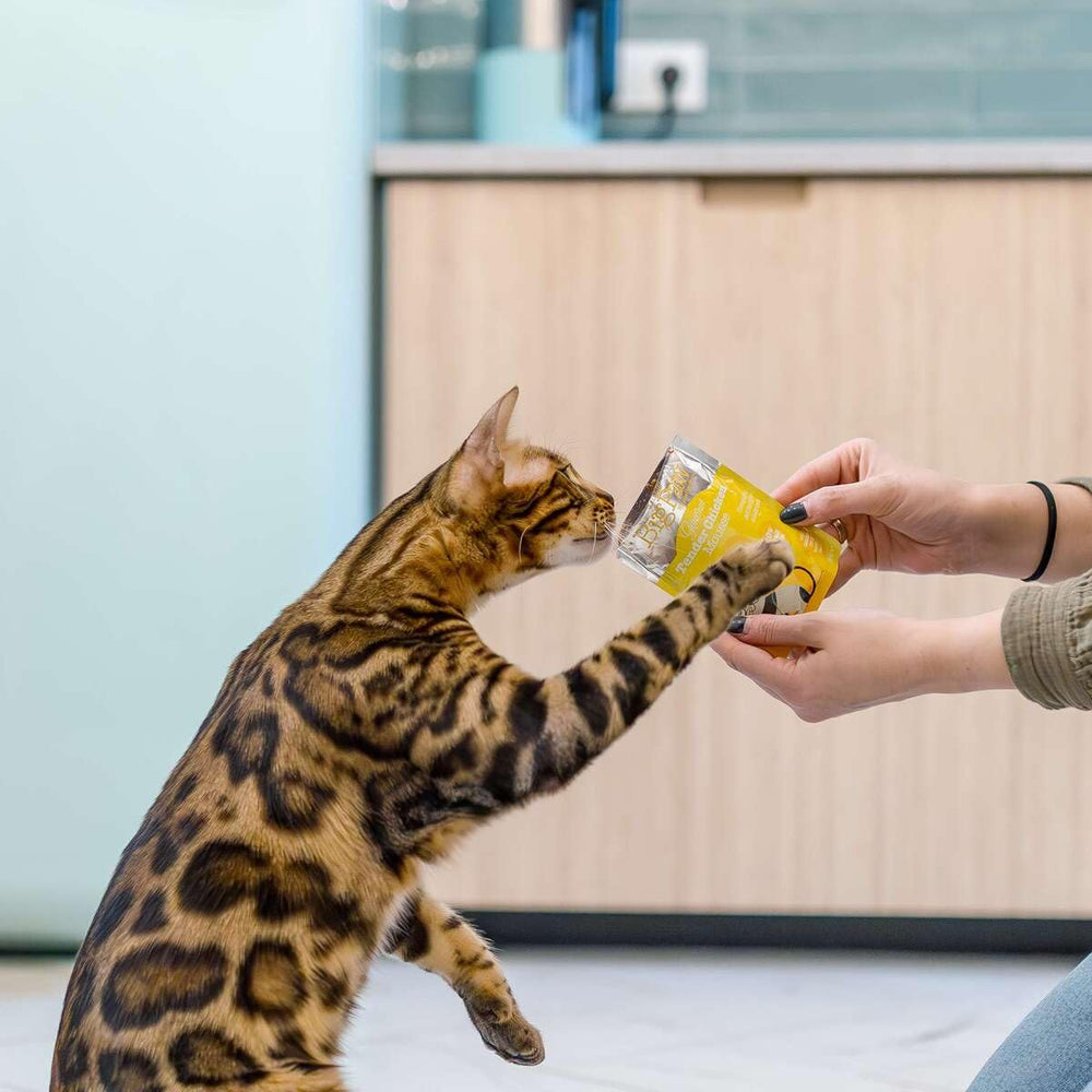 Bowl of creamy chicken mousse, suitable for adult cats.
