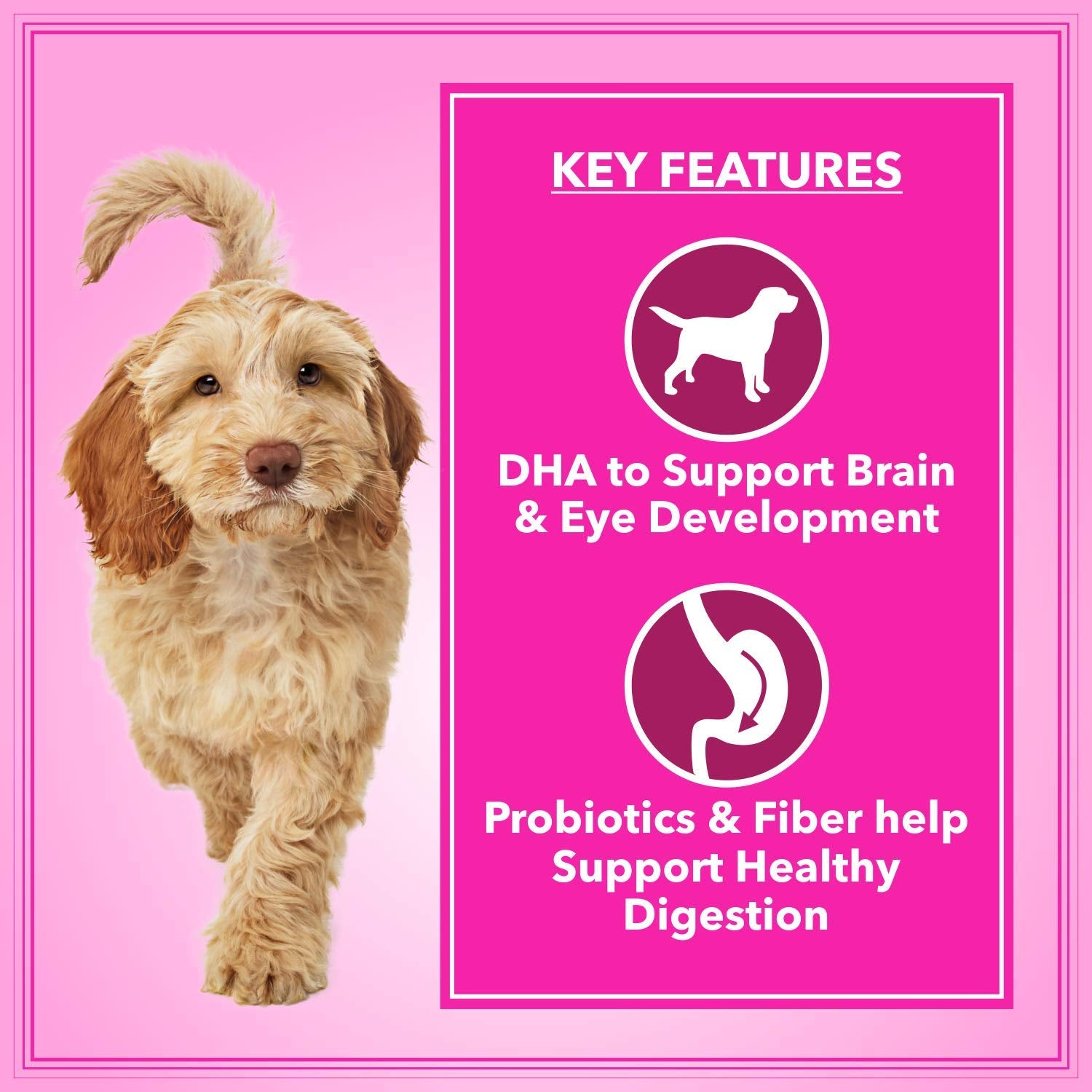 Lets Bite Active Adult Dog Food – 20kg (1kg Extra Free).