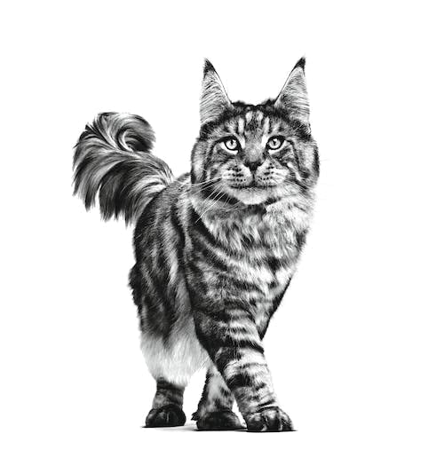 Black and white illustration of a cat on a white background