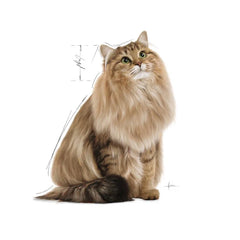 Royal Canin Hairball Care Wet Cat Food.
