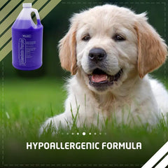 Dog in grass with a purple bottle labeled 'Hypoallergenic Formula' on a green background