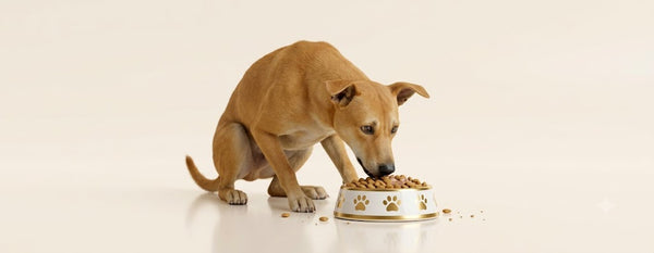 Food For Stray Dogs