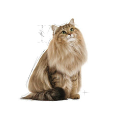 Royal Canin Urinary Cat Food (Wet).