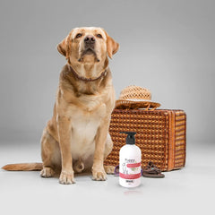 Dog sitting next to a wicker basket and a bottle of pet product on a gray background