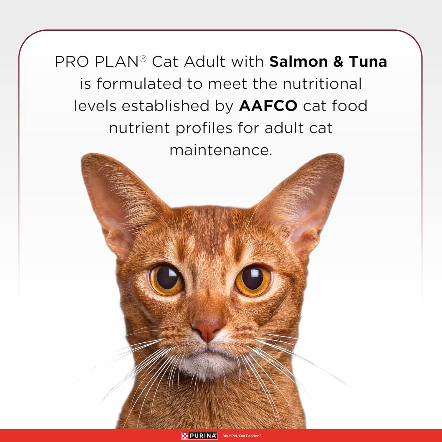 Premium Purina Pro Plan Adult Salmon & Tuna Dry Cat Food for healthy daily nutrition