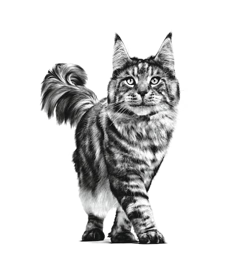 Black and white illustration of a cat on a white background