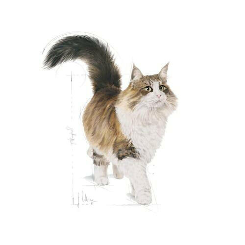Royal Canin Instinctive Adult Gravy Cat Wet Food.