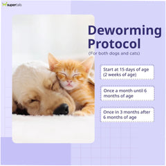 Deworming protocol for dogs and cats with a picture of a dog and cat on a light purple background.