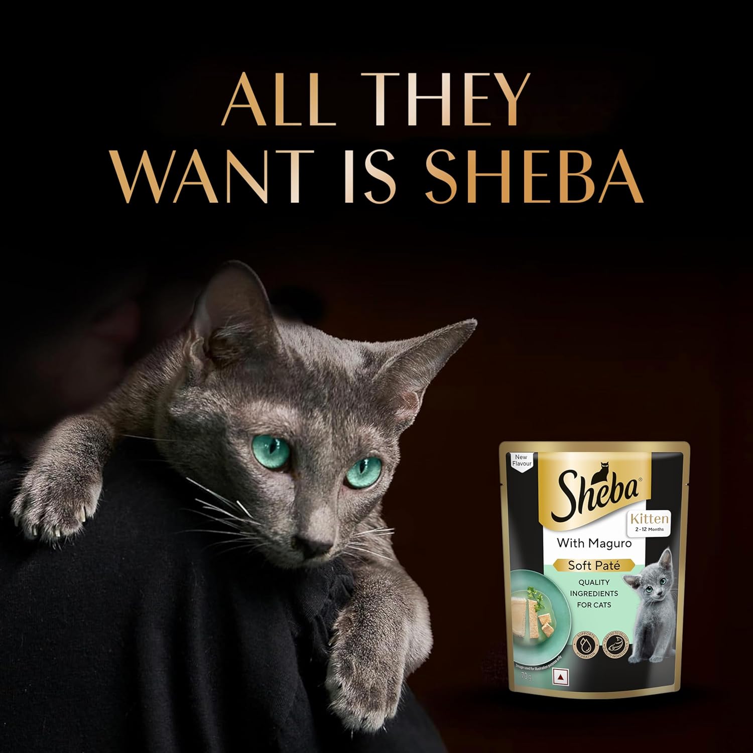 Cat with Sheba kitten food packaging on a dark background