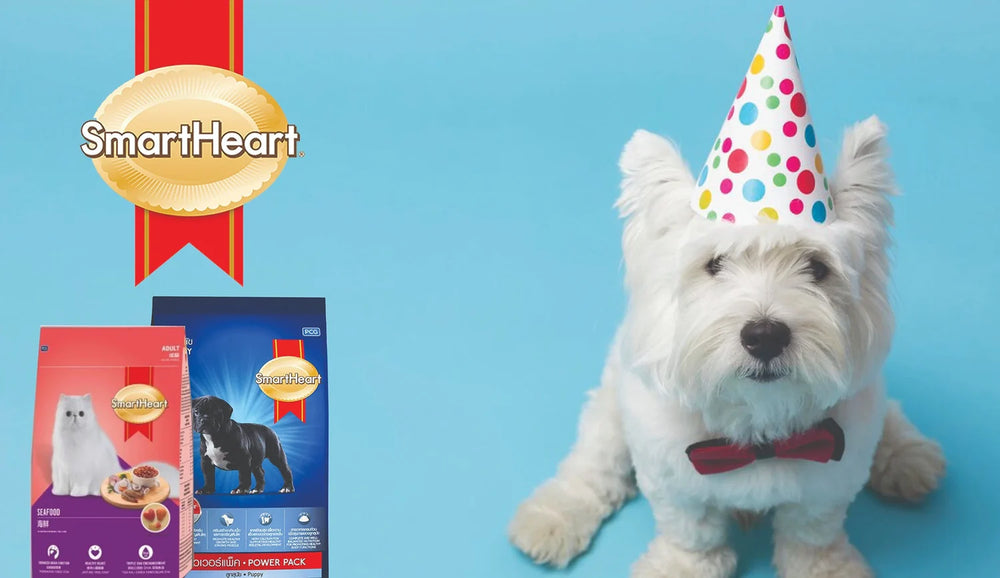 Smart Heart Chicken Chunk In Teriyaki Wet Dog Food.