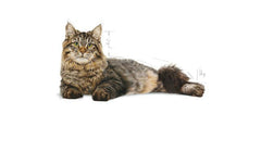 Royal Canin Urinary Cat Food (Dry).