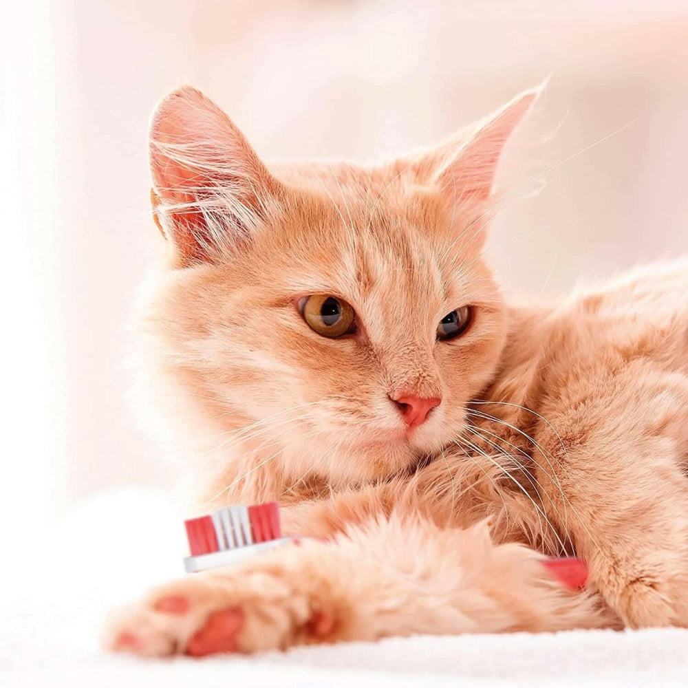 Beaphar Toothpaste for Dogs and Cats, 100g - dspetstore.com